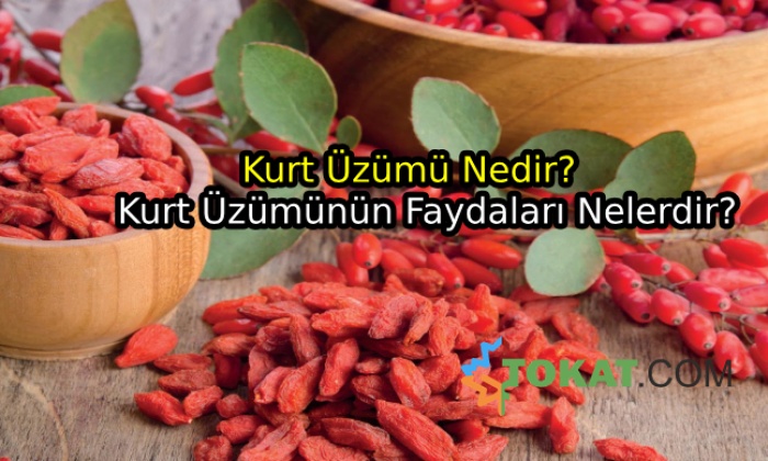 Kurt Üzümü Ve Faydaları