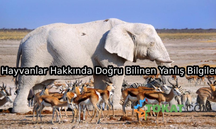 Hayvanlar Hakkında Doğru Bilinen Yanlış Bilgiler