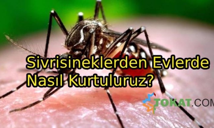 Sivrisineklerden Evlerde Nasıl Kurtuluruz?