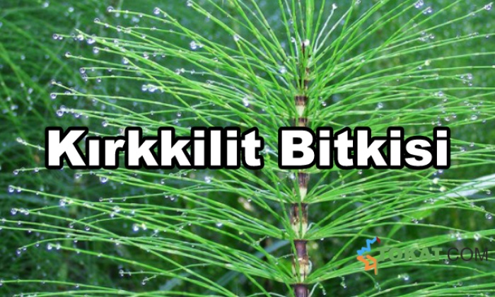 Kırkkilit Bitkisi