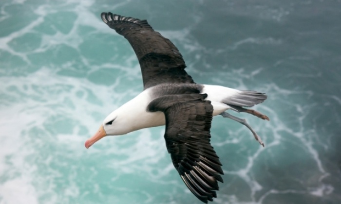 Muazzam Bir Kuş: Albatros